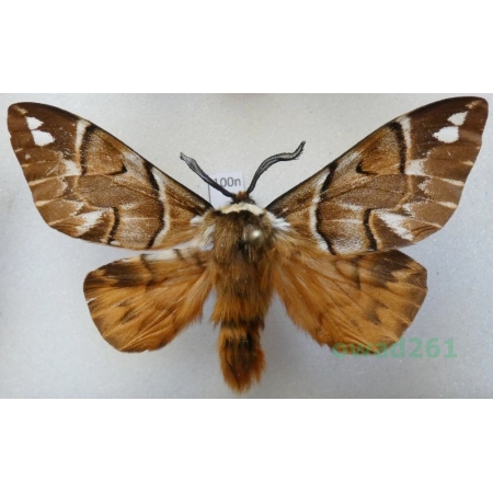 Endromis versicolora (Linnaeus, 1758) male Poland100n